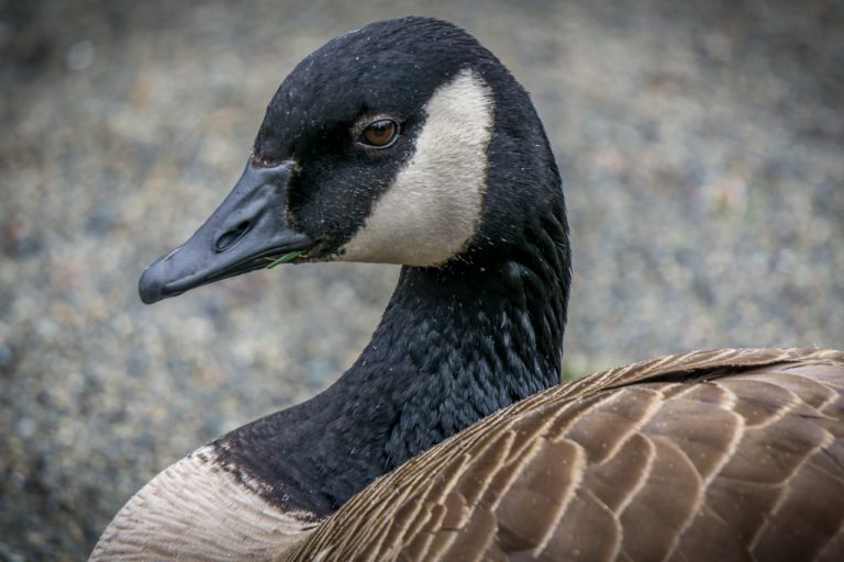 Picture of a Canadian Goose. Credit: Chris Istace