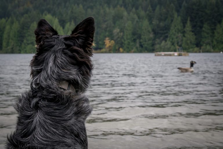 image of a cute dog looking out over Westwood Lake with a Canada Goose swimming nearby 